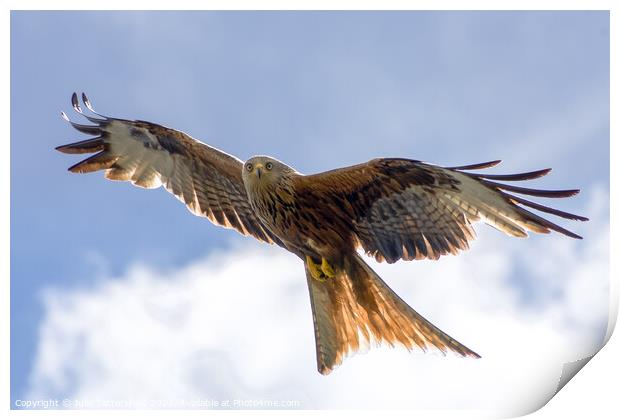 Spectacular Red Kite soaring through the clouds Print by Julie Tattersfield