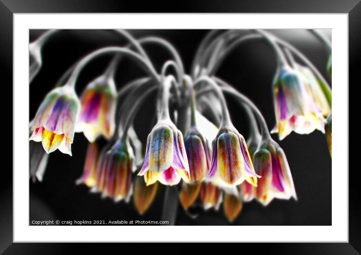 Abstract flowers Framed Mounted Print by craig hopkins