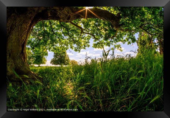 Summer Meadow Framed Print by Nigel Wilkins