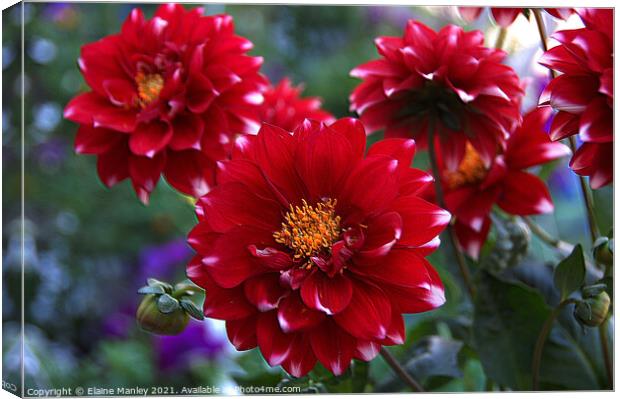 Red Dahlia  Canvas Print by Elaine Manley