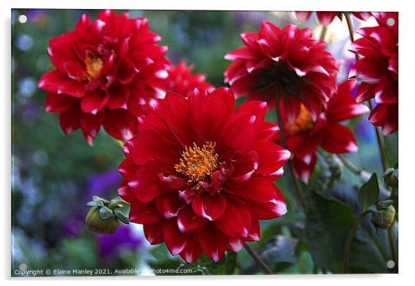 Red Dahlia  Acrylic by Elaine Manley