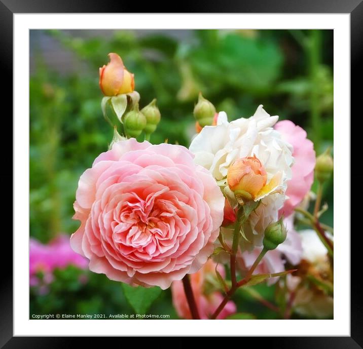 Summer Rose Framed Mounted Print by Elaine Manley