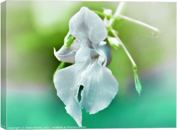 Wild Orchid  Canvas Print by Elaine Manley