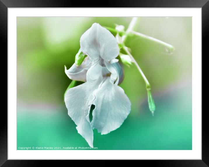 Wild Orchid  Framed Mounted Print by Elaine Manley