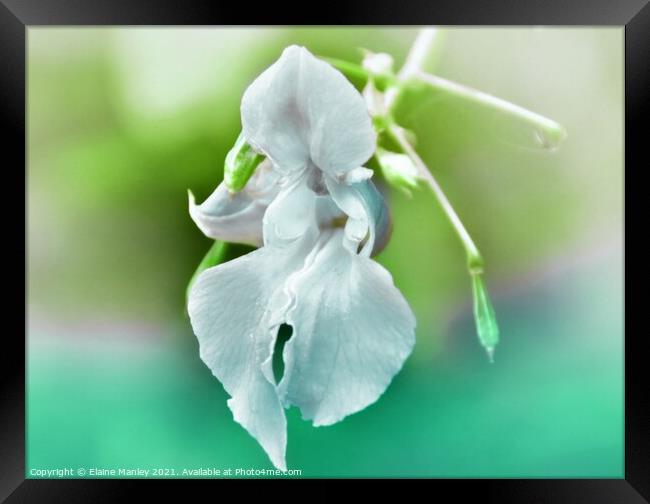 Wild Orchid  Framed Print by Elaine Manley
