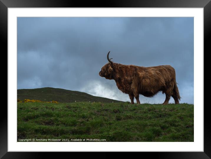 A large brown Highland cow standing on top of a lu Framed Mounted Print by Anthony McGeever
