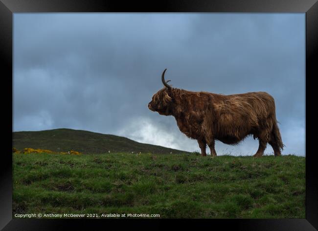 A large brown Highland cow standing on top of a lu Framed Print by Anthony McGeever