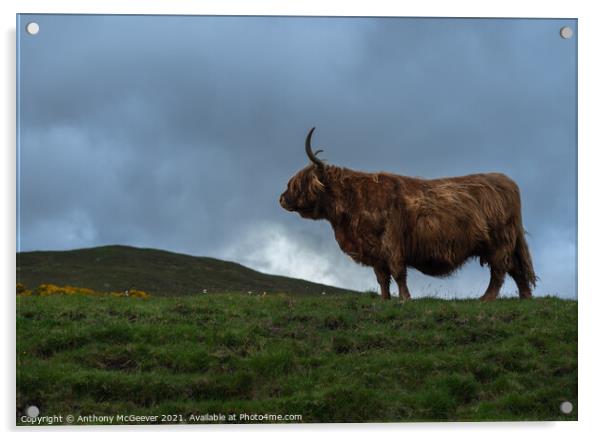 A large brown Highland cow standing on top of a lu Acrylic by Anthony McGeever