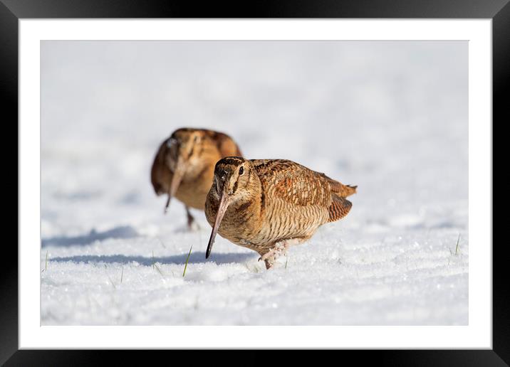Two Woodcocks in the Snow Framed Mounted Print by Arterra 