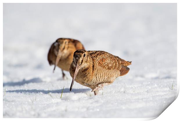 Two Woodcocks in the Snow Print by Arterra 