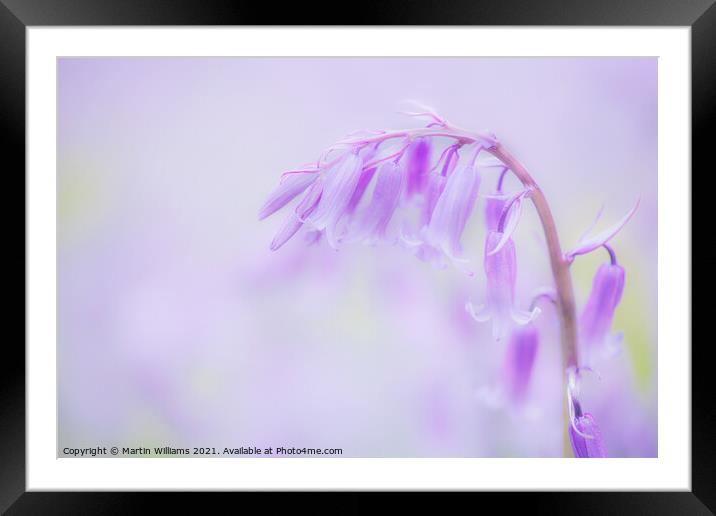 Bluebell  Framed Mounted Print by Martin Williams