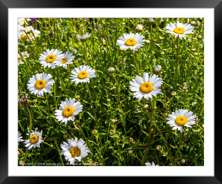 Wild Flowers Framed Mounted Print by Chris Dorney