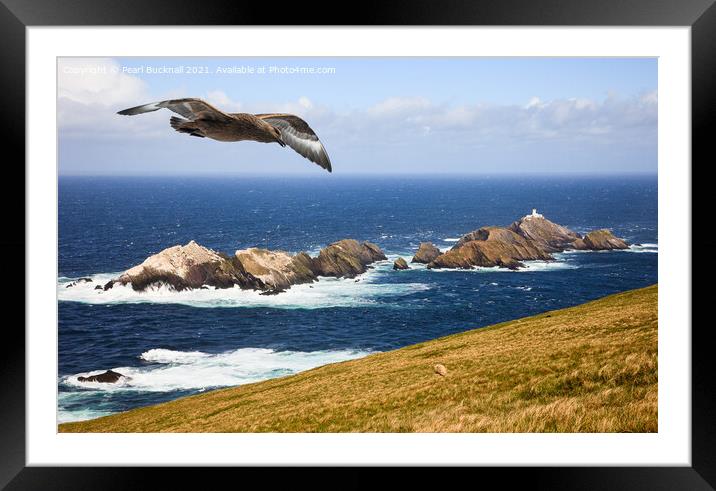 Great Skua Shetland Scotland Framed Mounted Print by Pearl Bucknall