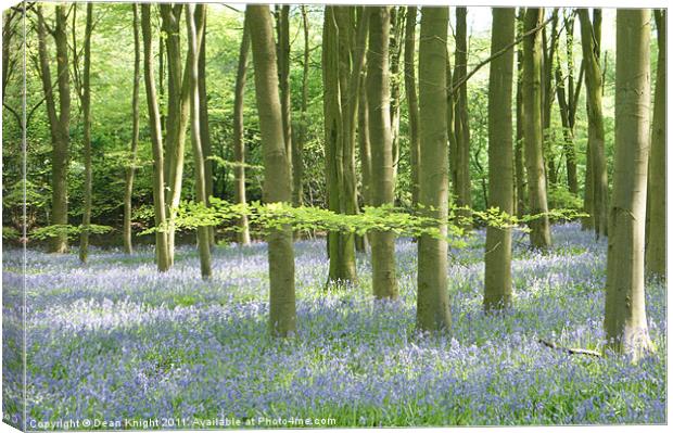 A carpet of Bluebells winchetster Canvas Print by Dean Knight