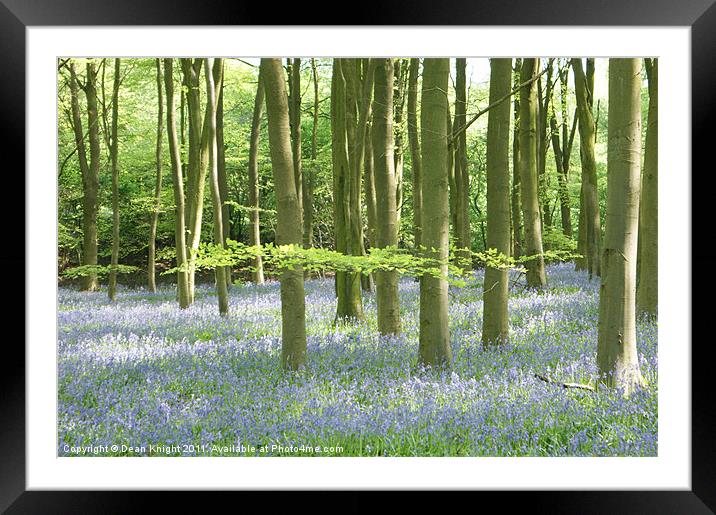 A carpet of Bluebells winchetster Framed Mounted Print by Dean Knight