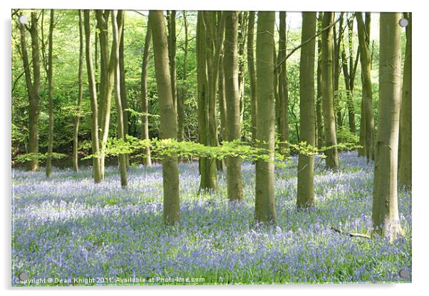 A carpet of Bluebells winchetster Acrylic by Dean Knight