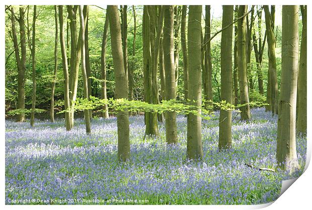 A carpet of Bluebells winchetster Print by Dean Knight