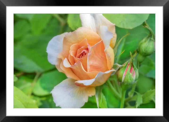 Orange Rose Framed Mounted Print by David Hare