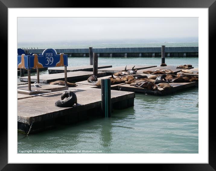 Pier 39 Sealions, San Francisco Framed Mounted Print by Sam Robinson