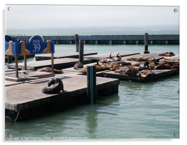 Pier 39 Sealions, San Francisco Acrylic by Sam Robinson