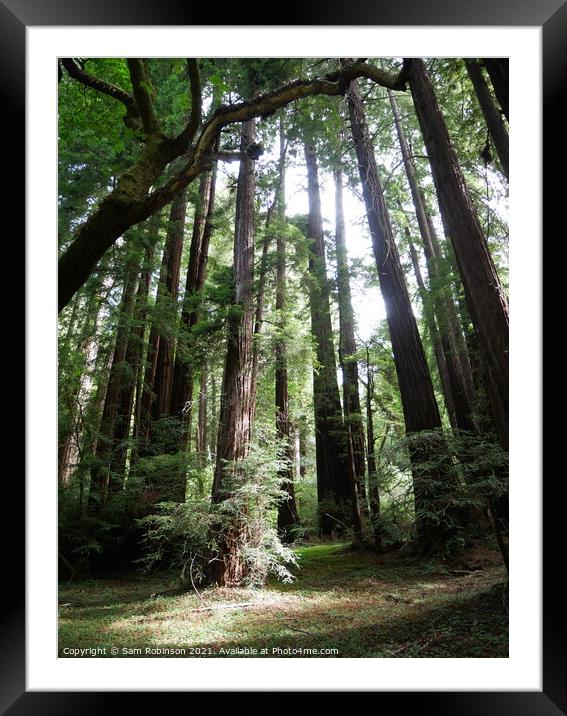 Mysterious Muir Woods Framed Mounted Print by Sam Robinson