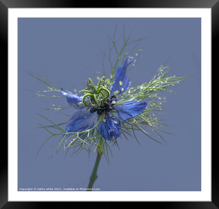 Beautiful flower love in a mist  Framed Mounted Print by kathy white