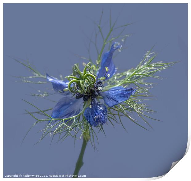 Beautiful flower love in a mist  Print by kathy white