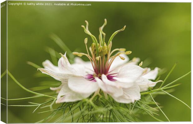 White flower ,dancing in the grass Canvas Print by kathy white