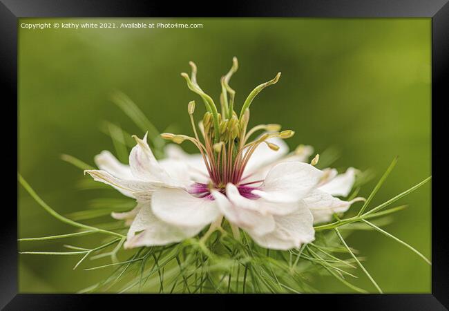 White flower ,dancing in the grass Framed Print by kathy white