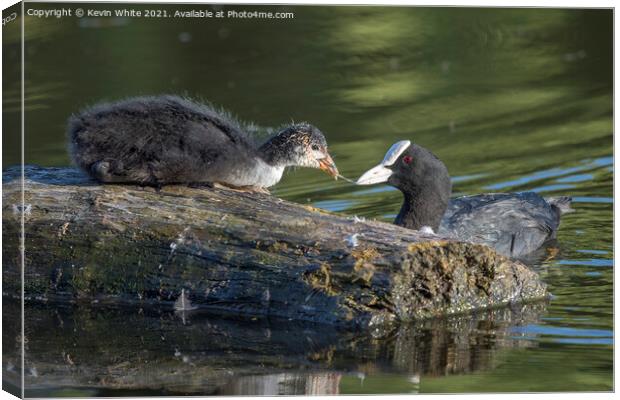 Juvenille Coot feeding from Mum Canvas Print by Kevin White