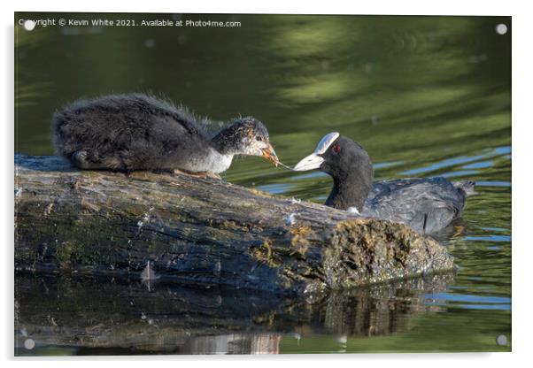 Juvenille Coot feeding from Mum Acrylic by Kevin White
