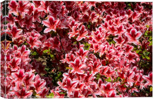 Rhododendrons Canvas Print by Chris Dorney