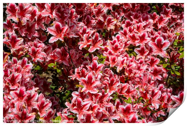 Rhododendrons Print by Chris Dorney