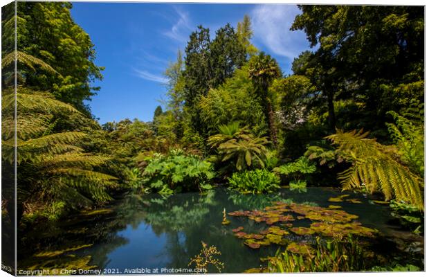 The Jungle at the Lost Gardens of Heligan in Cornwall, UK Canvas Print by Chris Dorney