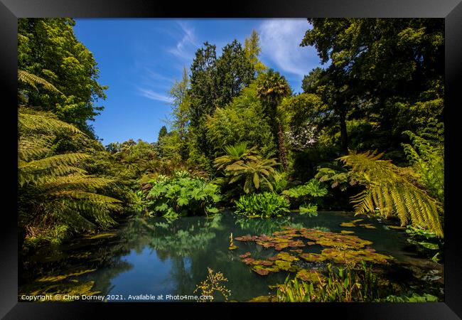 The Jungle at the Lost Gardens of Heligan in Cornwall, UK Framed Print by Chris Dorney