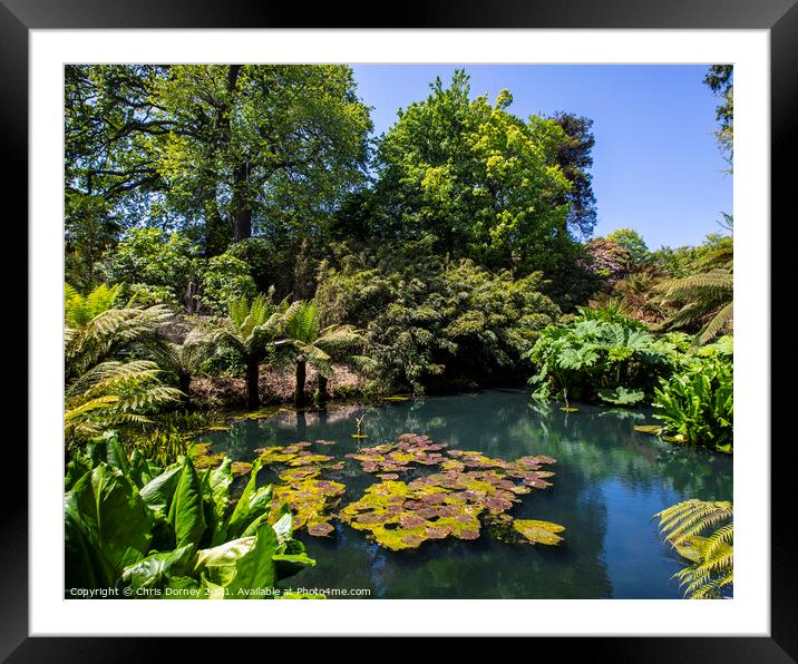The Jungle at the Lost Gardens of Heligan in Cornwall, UK Framed Mounted Print by Chris Dorney