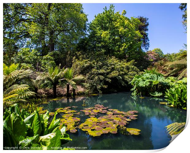 The Jungle at the Lost Gardens of Heligan in Cornwall, UK Print by Chris Dorney