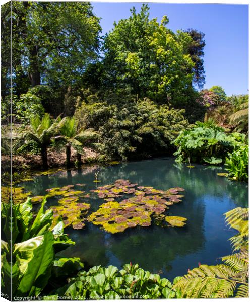 The Jungle at the Lost Gardens of Heligan in Cornwall, UK Canvas Print by Chris Dorney
