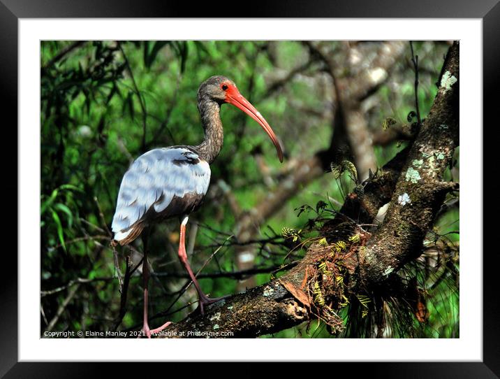 Young Ibis  Framed Mounted Print by Elaine Manley