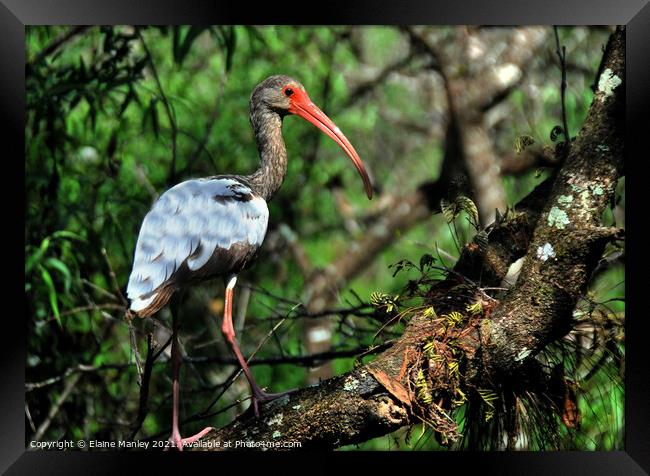 Young Ibis  Framed Print by Elaine Manley