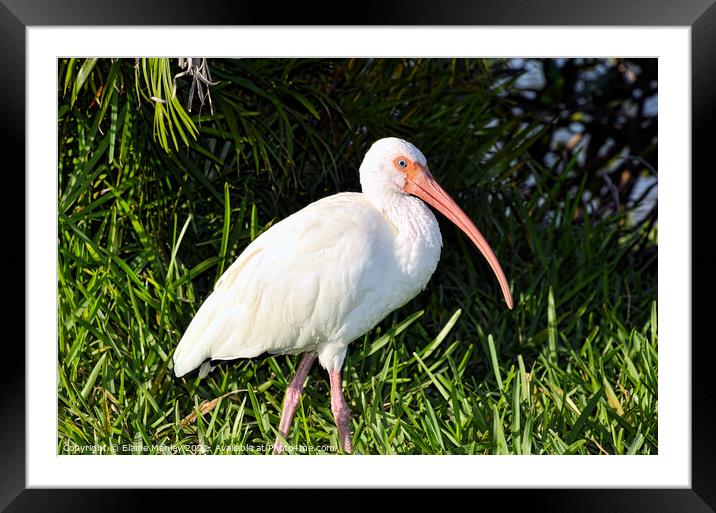 White Ibis Framed Mounted Print by Elaine Manley