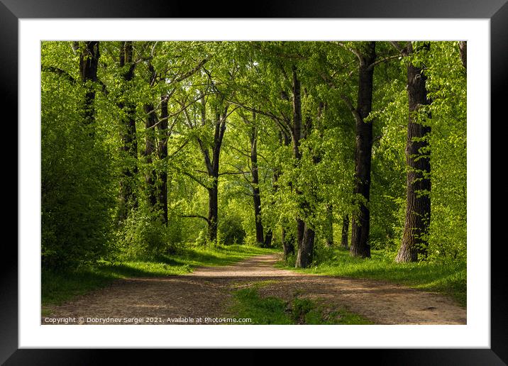 Dirt path leading between poplars in a summer park Framed Mounted Print by Dobrydnev Sergei