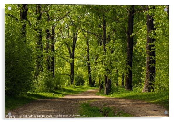 Dirt path leading between poplars in a summer park Acrylic by Dobrydnev Sergei