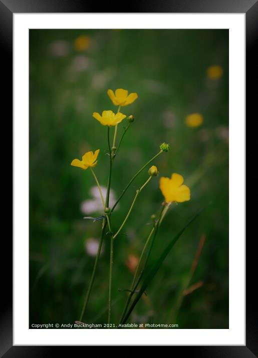 Buttercups Framed Mounted Print by Andy Buckingham