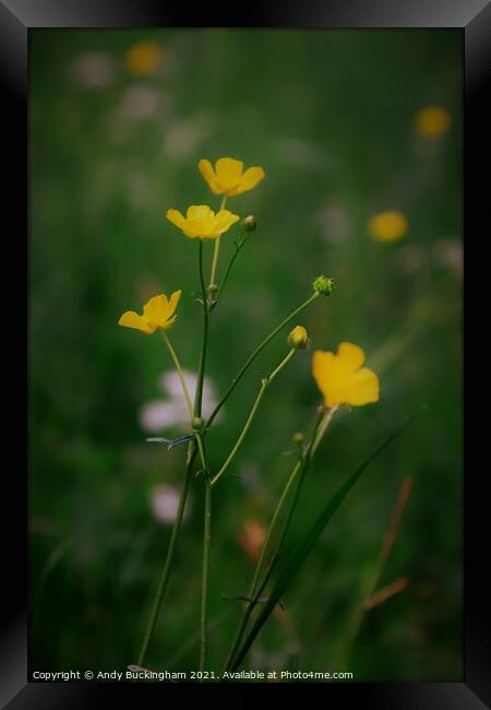 Buttercups Framed Print by Andy Buckingham