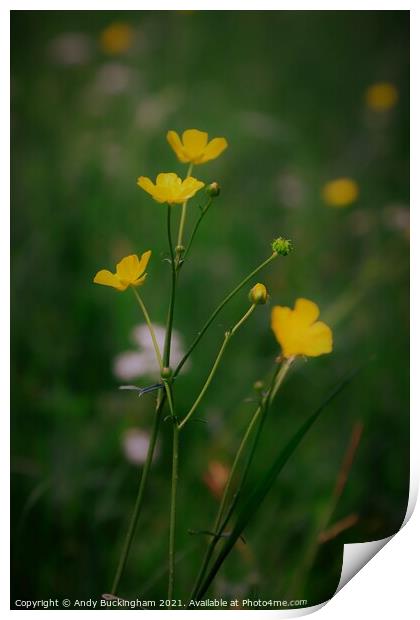 Buttercups Print by Andy Buckingham