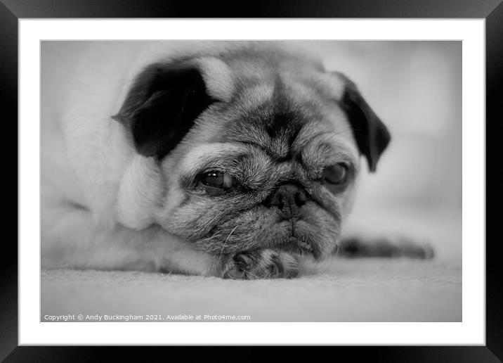 A close up of a Pug Framed Mounted Print by Andy Buckingham