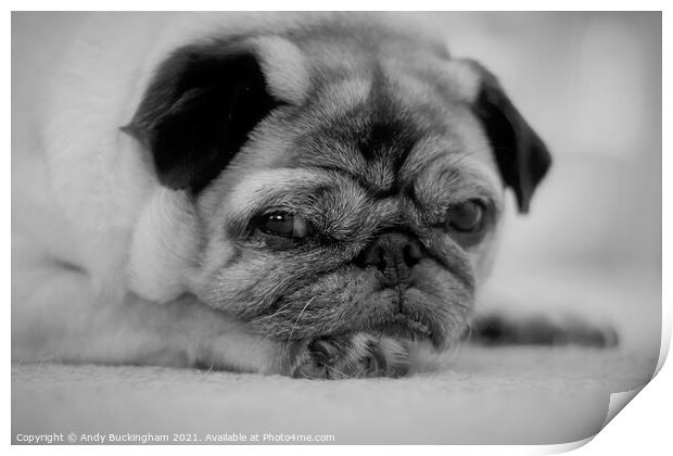 A close up of a Pug Print by Andy Buckingham