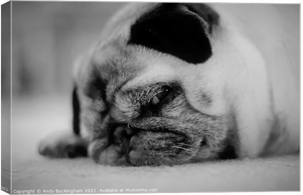 Pug in monochrome Canvas Print by Andy Buckingham