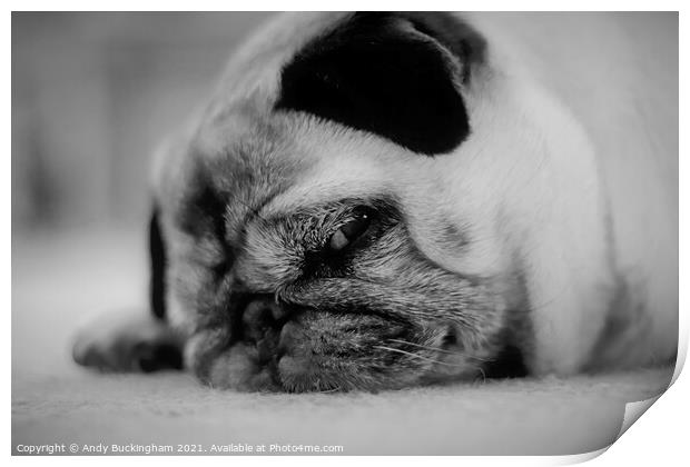 Pug in monochrome Print by Andy Buckingham